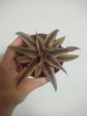 Cryptanthus Bromelia gwiazda ziemska skrytokwiat XXL