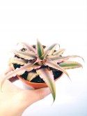 Cryptanthus Bromelia gwiazda ziemska skrytokwiat XXL