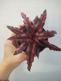 Cryptanthus Bromelia gwiazda ziemska skrytokwiat XXL