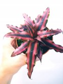 Cryptanthus Bromelia gwiazda ziemska skrytokwiat XXL