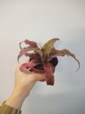 Cryptanthus Bromelia gwiazda ziemska skrytokwiat XXL