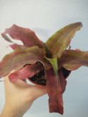 Cryptanthus Bromelia gwiazda ziemska skrytokwiat XXL