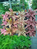 Cryptanthus Bromelia gwiazda ziemska skrytokwiat XXL