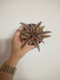 Cryptanthus Bromelia gwiazda ziemska skrytokwiat XXL