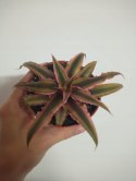 Cryptanthus Bromelia gwiazda ziemska skrytokwiat XXL