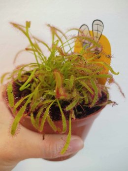 Drosera Capensis rosiczka owadożerna zjadająca muchy kapłańczyk przylądkowy