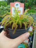 Drosera Capensis rosiczka owadożerna zjadająca muchy kapłańczyk przylądkowy