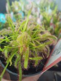 Drosera Capensis rosiczka owadożerna zjadająca muchy kapłańczyk przylądkowy