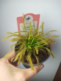 Drosera Capensis rosiczka owadożerna zjadająca muchy kapłańczyk przylądkowy