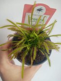 Drosera Capensis rosiczka owadożerna zjadająca muchy kapłańczyk przylądkowy