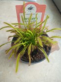 Drosera Capensis rosiczka owadożerna zjadająca muchy kapłańczyk przylądkowy