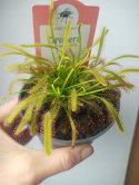 Drosera Capensis rosiczka owadożerna zjadająca muchy kapłańczyk przylądkowy