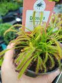 Drosera Capensis rosiczka owadożerna zjadająca muchy kapłańczyk przylądkowy