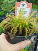 Drosera Capensis rosiczka owadożerna zjadająca muchy kapłańczyk przylądkowy