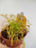 Drosera Capensis rosiczka owadożerna zjadająca muchy kapłańczyk przylądkowy