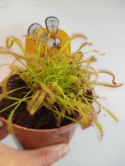 Drosera Capensis rosiczka owadożerna zjadająca muchy kapłańczyk przylądkowy