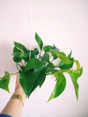 Epipremnum Aureum Scindaptus Złociste Pinnatum