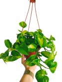 Epipremnum Global Green Scindaptus Epipremium WISZĄCE