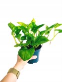 Epipremnum Global Green Scindaptus Epipremium