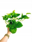 Epipremnum Global Green Scindaptus Epipremium