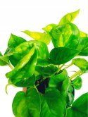 Epipremnum Global Green Scindaptus Epipremium