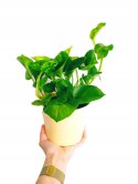 Epipremnum Global Green Scindaptus Epipremium