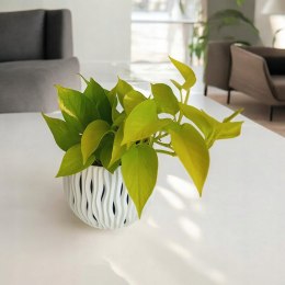 Epipremnum Golden Pothos Neon Żółty Gold Złocisty Scindaptus Epiprenium