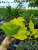 Epipremnum Golden Pothos Neon Żółty Gold Złocisty Scindaptus Epiprenium