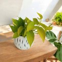 Epipremnum Golden Pothos Neon Żółty Gold Złocisty Scindaptus Epiprenium