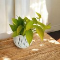 Epipremnum Golden Pothos Neon Żółty Gold Złocisty Scindaptus Epiprenium