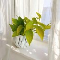 Epipremnum Golden Pothos Neon Żółty Gold Złocisty Scindaptus Epiprenium