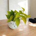 Epipremnum Golden Pothos Neon Żółty Gold Złocisty Scindaptus Epiprenium