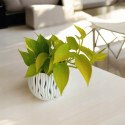 Epipremnum Golden Pothos Neon Żółty Gold Złocisty Scindaptus Epiprenium