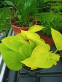 Epipremnum Golden Pothos Neon Żółty Gold Złocisty Scindaptus Epiprenium