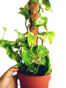 Epipremnum Marble Queen Marmurkowe Variegated Pothos Scindaptus NA PALIKU