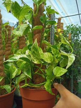 Epipremnum Marble Queen Marmurkowe Variegated Pothos Scindaptus NA PALIKU