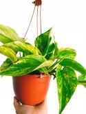 Epipremnum Marble Queen Marmurkowe Variegated Pothos Scindaptus WISZĄCE