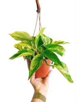 Epipremnum Marble Queen Marmurkowe Variegated Pothos Scindaptus WISZĄCE