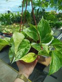 Epipremnum Marble Queen Marmurkowe Variegated Pothos Scindaptus WISZĄCE