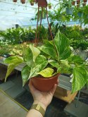 Epipremnum Marble Queen Marmurkowe Variegated Pothos Scindaptus WISZĄCE