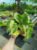 Epipremnum Marble Queen Marmurkowe Variegated Pothos Scindaptus WISZĄCE