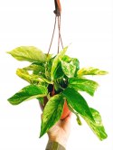 Epipremnum Marble Queen Marmurkowe Variegated Pothos Scindaptus WISZĄCE