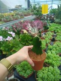 Euforbia królewska koralowa Euphorbia lactea cristata Kaktus Sukulent