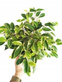 Ficus Benjamina Kinky Fikus Płaczący ficus beniamin Kinky