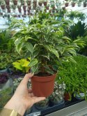 Ficus Benjamina Kinky Fikus Płaczący ficus beniamin Kinky