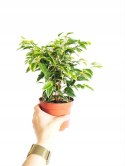 Ficus Benjamina Kinky Fikus Płaczący ficus beniamin Kinky