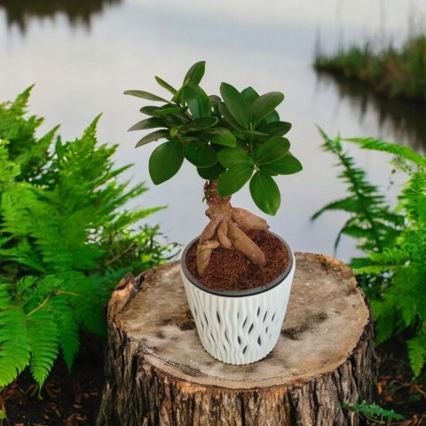 Ficus Ginseng Bonsai gruby pień