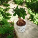 Ficus Ginseng Bonsai gruby pień