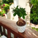 Ficus Ginseng Bonsai gruby pień