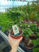 Ficus Ginseng Bonsai gruby pień